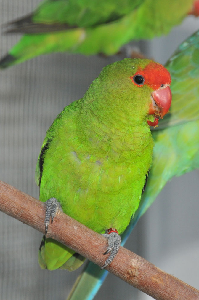 Bestand - Sittichzucht und Fotografie