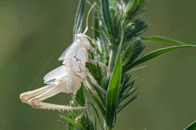 Grasshopper exoskeleton discarded due to growth of nymph