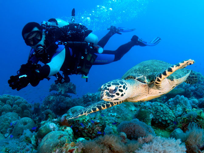 My underwater colleagues.