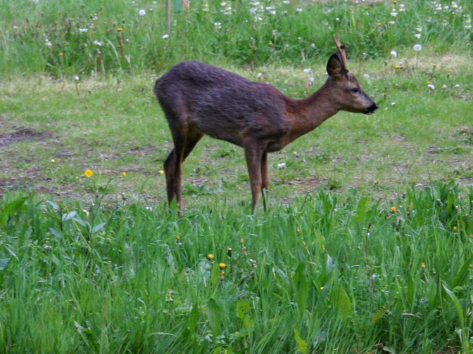 Nicht nur Rehe gehören zu den tierischen Gästen in unserem Garten