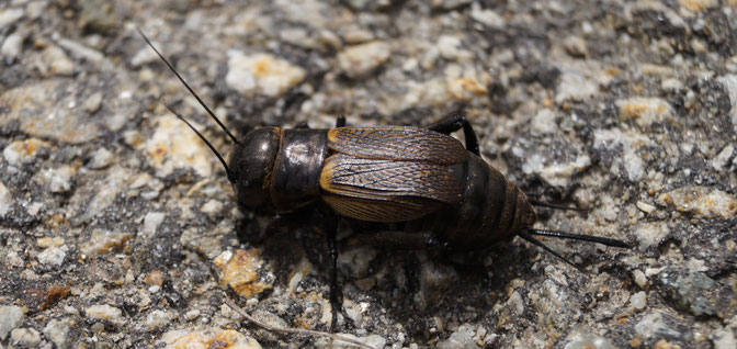 Grillon champêtre (Gryllus campestris) traversant la route.