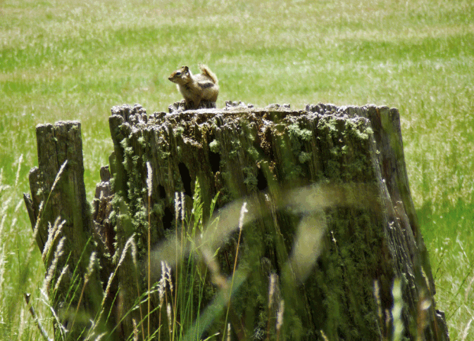 Golden-mantled ground squirrel, Callospermophilus lateralis, El Cajete, Valles Caldera, Jemez Mountains