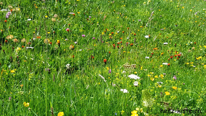 Blumenwiese im Diemtigtal
