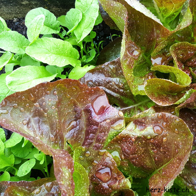 12von12 Juli - Salat