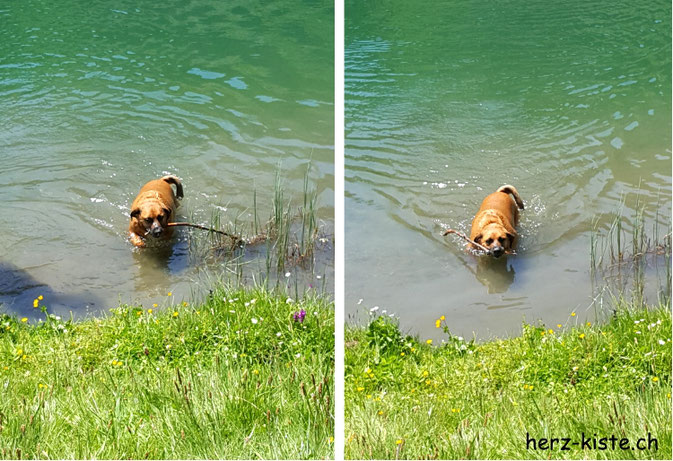 Seebergsee - Hund mit Stöckchen