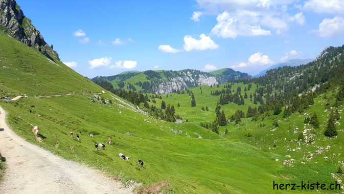 Kühe im Diemtigtal