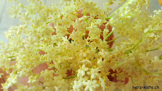 Holunderblüten um selber Sirup zu machen