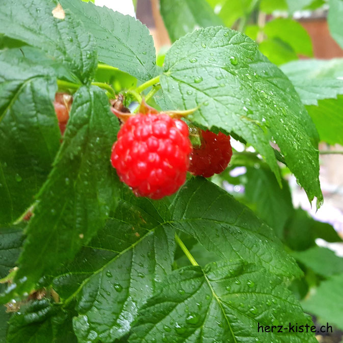 12von12 Juli - Himbeeren
