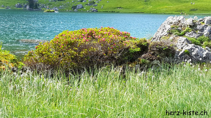 Seebergsee mit Busch