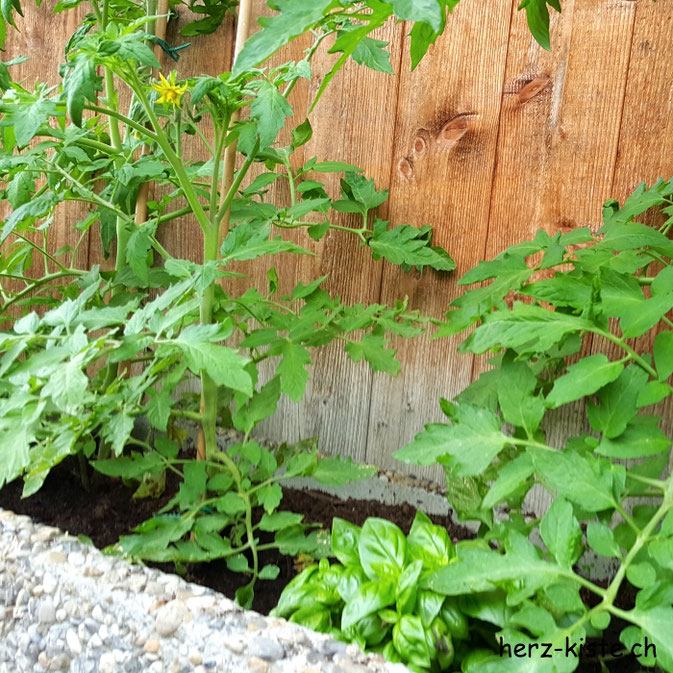 12von12 Juni - Tomaten