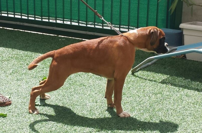 Scarlet 4,5 mesi