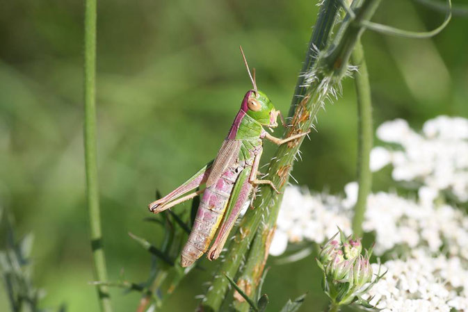 Gewöhnlicher Grashüpfer, Chorthippus parallelus