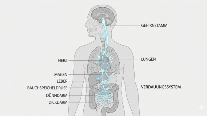 Anatomische Darstellung des Vagusnervs und sein Verlauf vom Gehirn zu den inneren Organen zur Steuerung der Stressreaktion.
