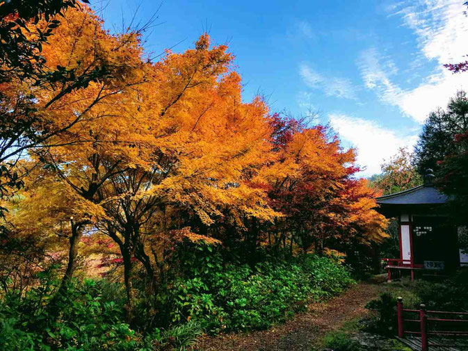 福島市 花見山公園