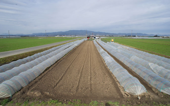 当社農場（久留米市宮ノ陣町）