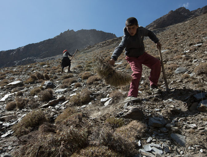 Fire"wood" collecting near Roshorv (photograph: Matthieu Paley)