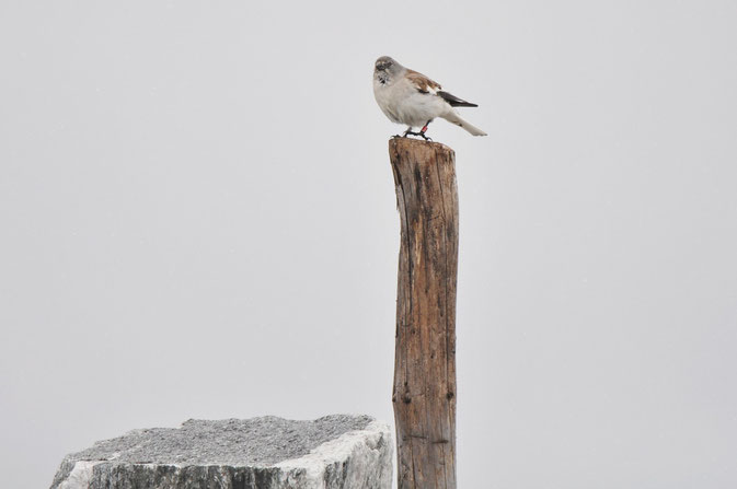 A White-winged Snowfinch I´ve seen in Austria last year