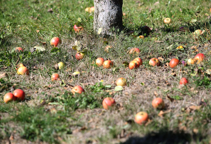 Äpfel