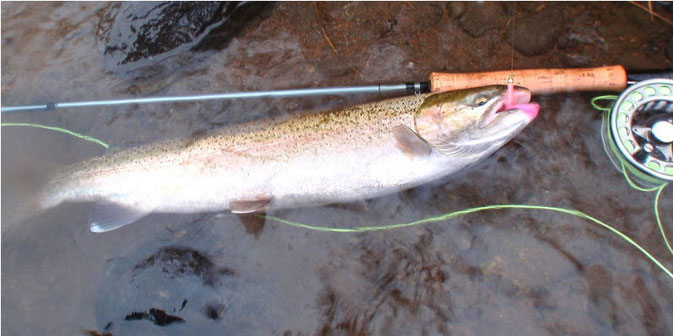 Steelhead Karluk River