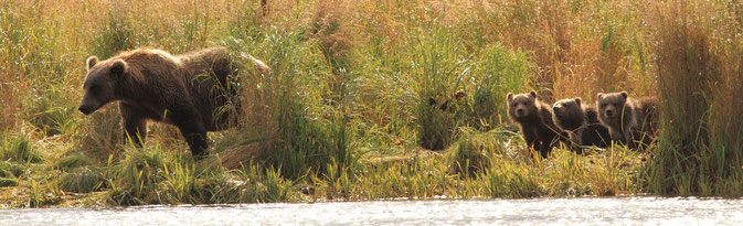 Kodiak Bears