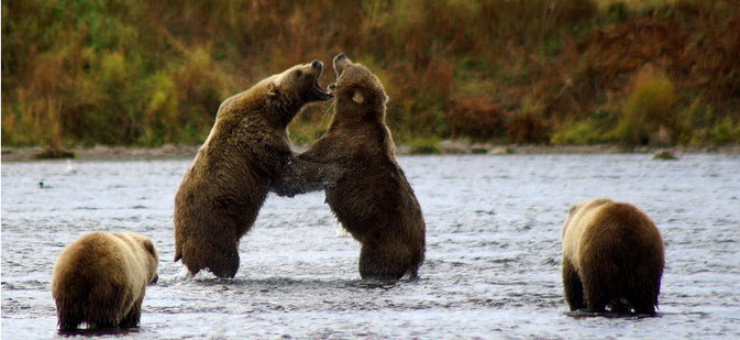 Kodiak Bear fighting Alaska, Karluk River