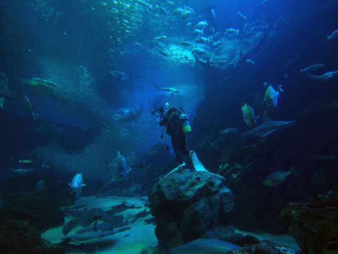 広告水中写真撮影業務　福岡の水族館マリンワールドさま