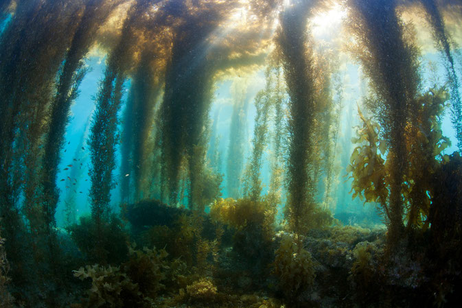 天草　御所浦島の春の海中風景　アカモクの森写真