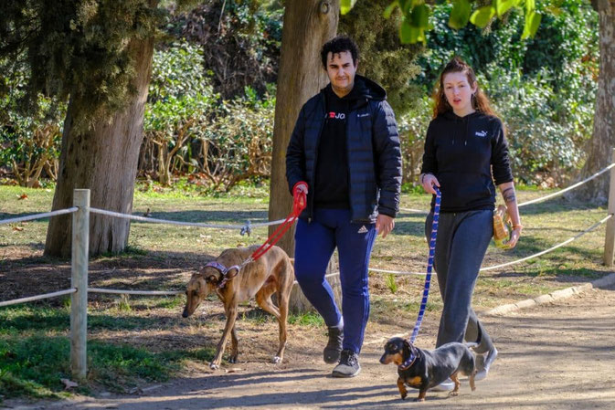 Законы Барселоны: выгул собаки без поводка - штраф от 100 до 2400 евро