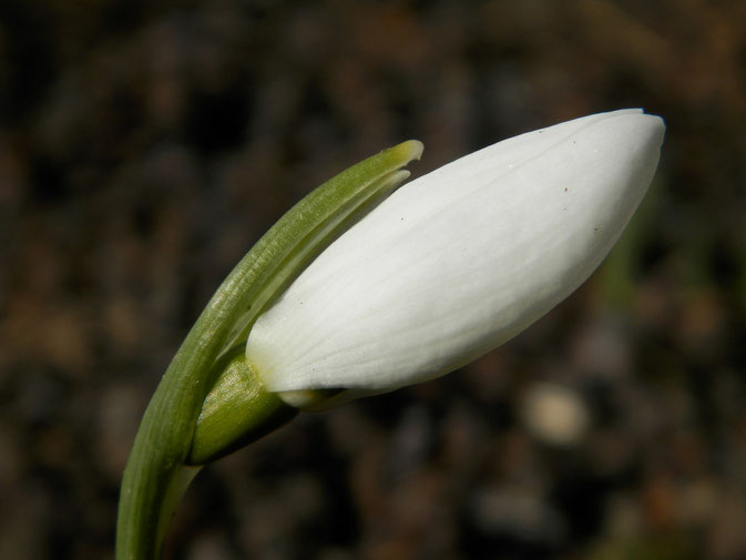 Schneeglöckchenblüte nach dem "Durchbrechen" des Hochblattes (Foto: Pixabay)