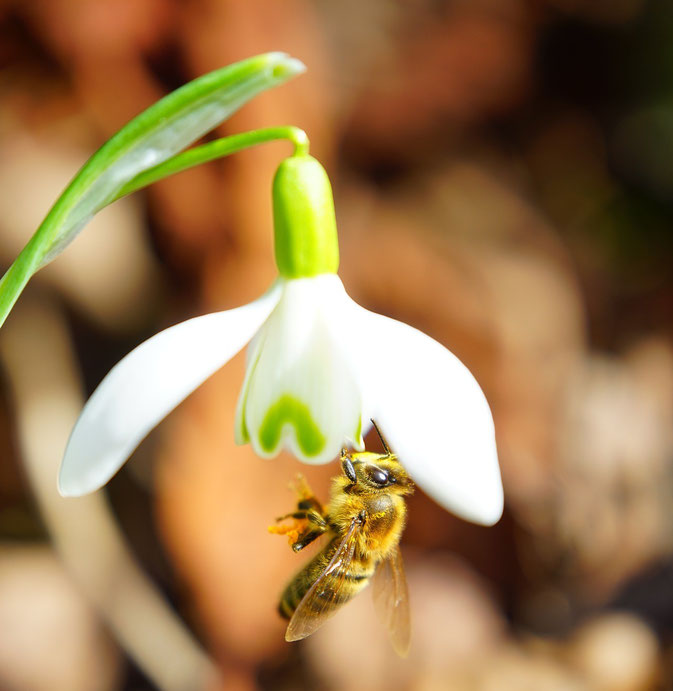 Schneeglöckchenblüte mit Honigbiene als Bestäuber. Gut zu erkennen die drei kleinen verwachsenen Blütenblätter mit den grünen Saftmalen und die reinweißen, deutlich größeren, freien äußeren Blütenblättern  (Foto: Pixabay)