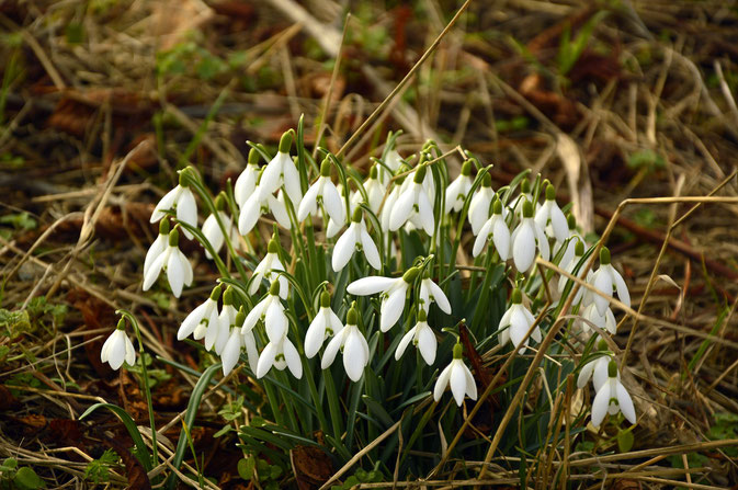 „Schneeglöckchenhorst“, entstanden aus Brutzwiebeln (Foto: Pixabay)