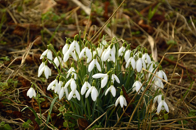 „Schneeglöckchenhorst“, entstanden aus Brutzwiebeln (Foto: Pixabay)