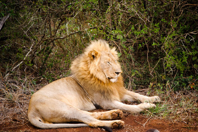 Lion, I.