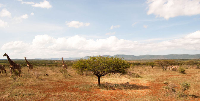 Cheetahs in der Mitte unter dem Baum (ich hoffe, Ihr könnt sie ausmachen - Suchbild 😉), umringt von Zebras und Giraffen (und uns)