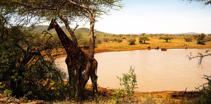Die Tiere suchen die Wasserlöcher - bei 35° an diesem 25.12.2014