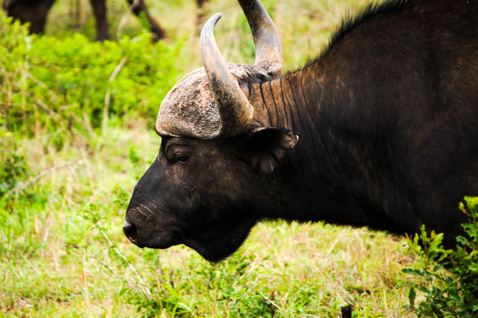Buffalo