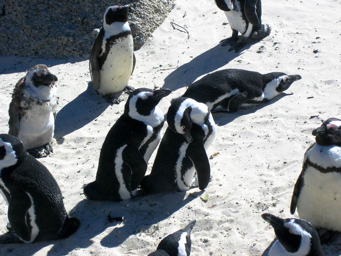 ...zu den Brillenpinguinen von Boulders Beach bei Simonstown