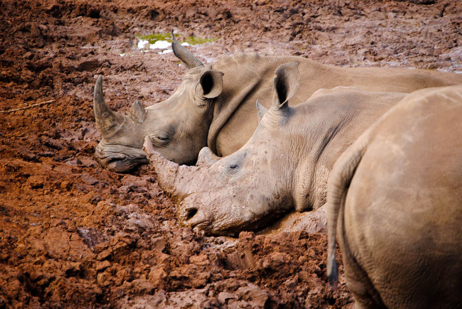 Sleeping Rhinos