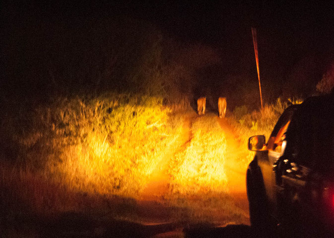 Verfolgung der zwei Löwen beim Night Drive. Noch war der Weg schön breit.....