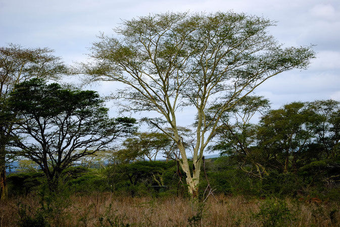 Fever-Tree