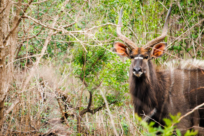 Nyala