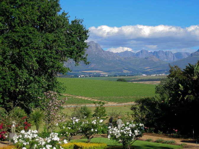 ....in die Winelands rund um Stellenbosh