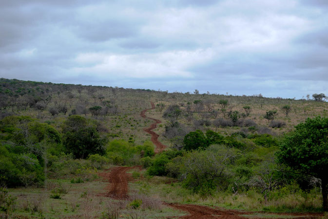 Viele Wege führen durch's Thanda Privat Game Reserve