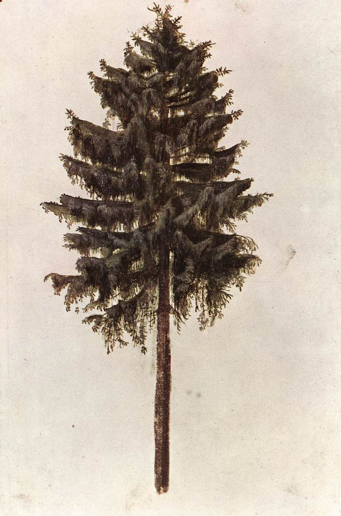 Albrecht Dürer, Le Sapin, aquarelle, 1495