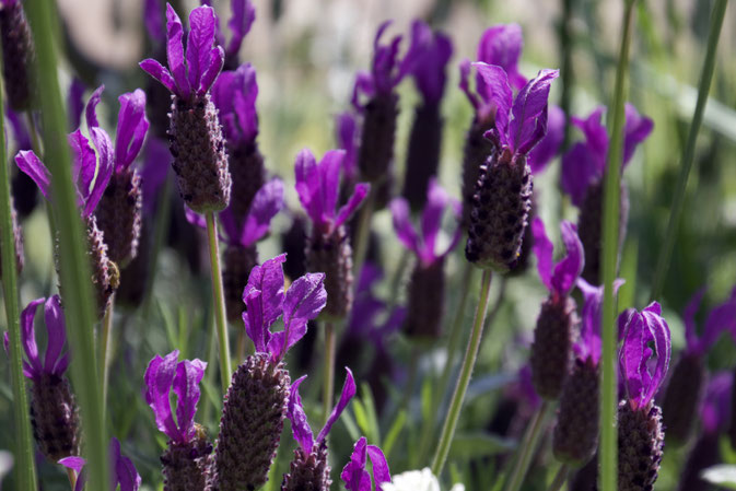 purple princess leaf lavender