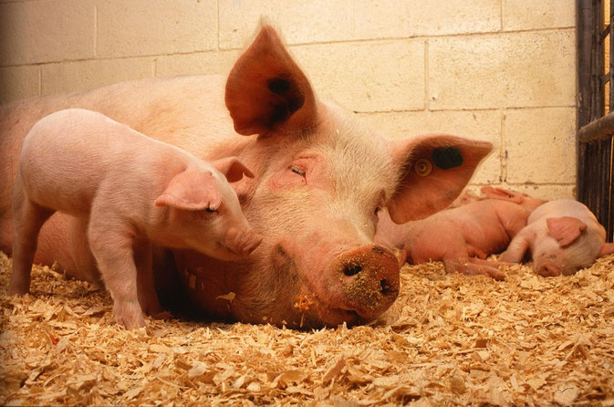 (Idealisiertes) Foto von PublicDomainImages, Pixabay.com