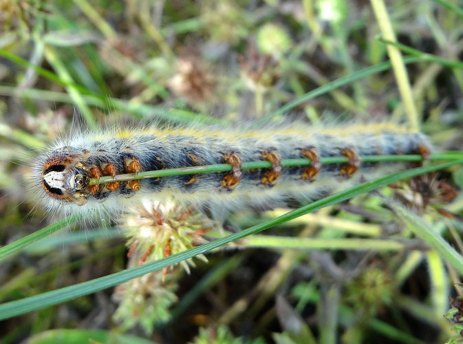 Grass Eggar Moth Caterpillar.