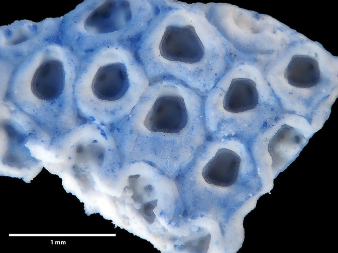 Senckenberg, Bryozoa, Bryozoen, Moostierchen, Sammlung Voigt