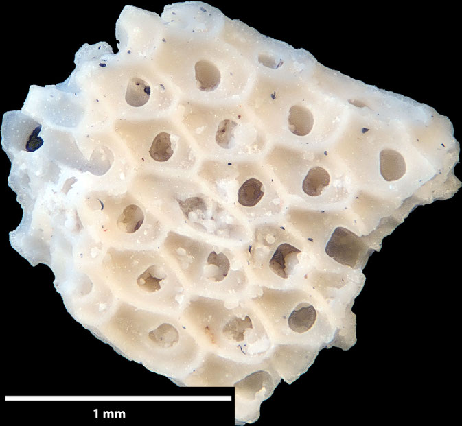 Senckenberg, Bryozoa, Bryozoen, Moostierchen, Sammlung Voigt