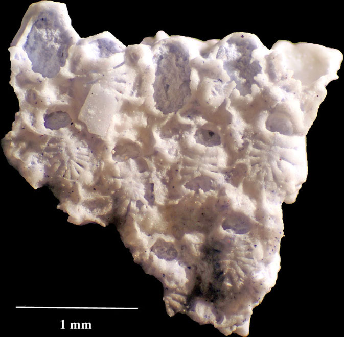 Senckenberg, Bryozoa, Bryozoen, Moostierchen, Sammlung Voigt